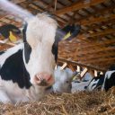 Naturalna dieta w gospodarstwie: Rola karmy naturalnej w hodowli zwierząt gospodarskich